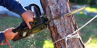 Trusted Waterville, WA Tree Services Experts