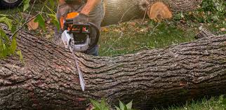 How Our Tree Care Process Works  in  Waterville, WA