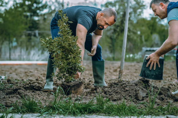 How Our Tree Care Process Works  in  Waterville, WA