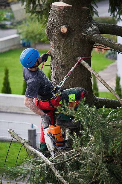 Best Aeration Services  in Terville, WA